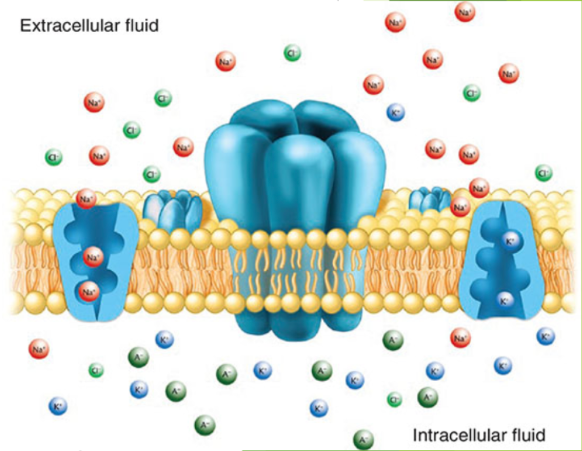 <p>Na+ and K+: more Na+ resides outside the cell than K+ inside the cell, causing a difference of charge where the outside is more positive than the inside</p><p>A- (anion) and Cl-: more anions reside outside the cell than Cl- inside the cell, causing a difference of charge where the inside is more negative than the outside</p><p>Overall: outside is more positive, inside is more negative.</p>