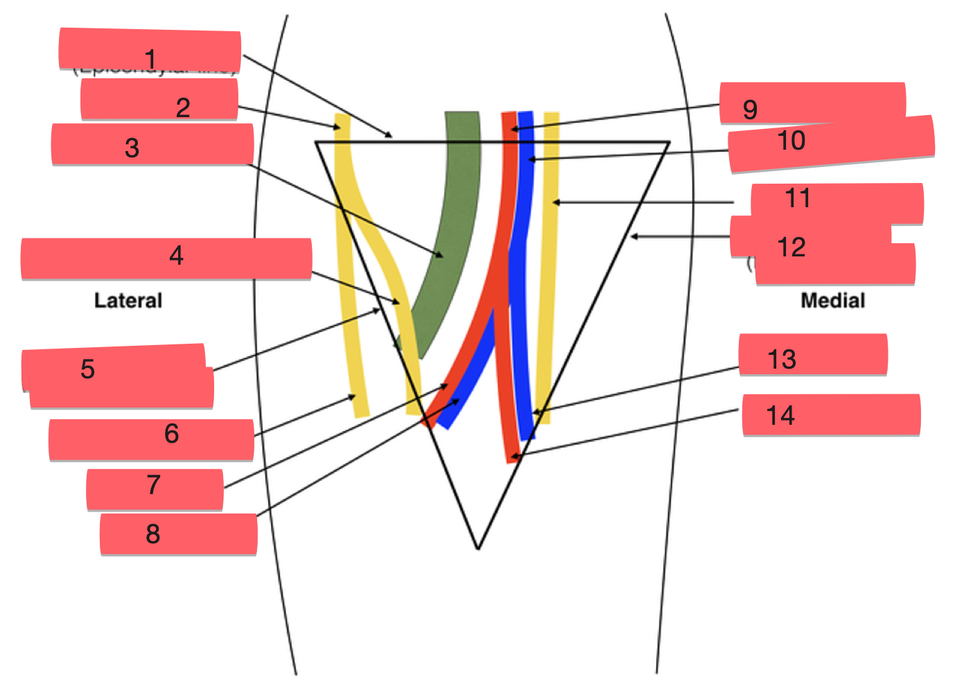 <p>label structures 6-10</p>