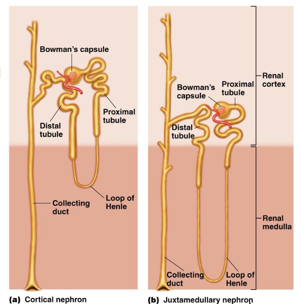 <p>The functional unit of the kidney</p><p>There are cortical nephrons as well as juxtamedullary nephrons</p><p>Composed of the renal tubule which is broken up into proximal tubule, descending limb, loop of Henle, ascending limb, distal tubule, and it connects to the collecting duct</p><p>In the proximal tubule of the nephron, all of the contents are removed from blood, except for blood cells and larger molecules such as proteins. Some waste products are also secreted into the proximal tubule to be carried away</p><p>In the Descending Loop, the tubule is impermeable to solutes but is highly permeable to water with many supporting aquaporins, so lots of water is removed from the filtrate, making it more concentrating, and returning water to blood and cells. </p><p>In the Ascending Loop, the tubule is now impermeable to water but it is permeable to solutes such as ions Na, Cl which can get reabsorbed by the blood as necessary.</p><p>The distal tubule is an area where more secretion occurs, body dumps more waste into the filtrate and also does more filtration, pulling ions like Ca2+, Na+, Cl-, and more water</p><p>The collecting duct also does some more secretion as well as filtration, making urine more dilute in the end. </p>