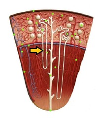 <p>the nephron loop</p><p>Function: works to concentrate the filtrate- using countercurrent multiplier</p>