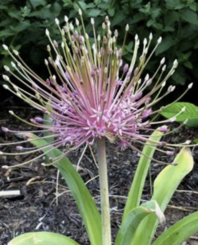 <p>Tumbleweed onion<br>Wild, purple/pink flowers</p>
