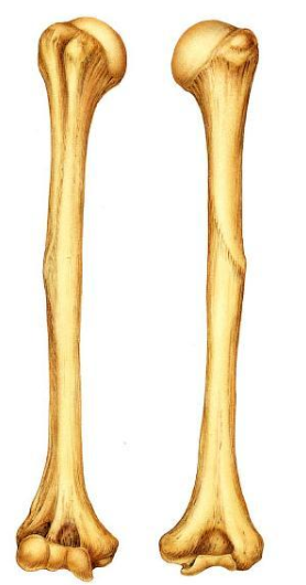 <p><span>Is the indicated bone from the right of left side of the body?</span></p>