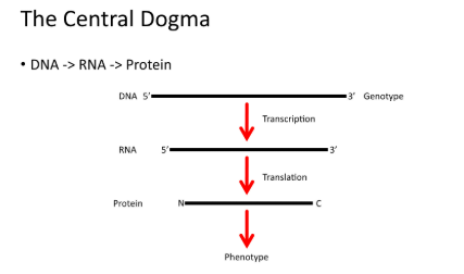 <ul><li><p>phenotype = all measurable characteristics a cell </p><ul><li><p>shape, color, structures, motile, etc</p></li><li><p>proteins do most of phenotype work</p></li></ul></li><li><p>genotype = all genetic elements of a cell</p><ul><li><p>gives rise to phenotypes</p></li><li><p>chromosomes </p></li><li><p>DNA is source of genotype</p></li></ul></li><li><p>genes (DNA) → RNA → proteins</p><ul><li><p>DNA molecule always larger than RNA molecule, RNA molecule always larger than protein, etc</p></li><li><p>all read left to right</p></li></ul></li><li><p>information is organized on chromosomes</p></li><li><p>genes go in both directions</p><ul><li><p>DNA double stranded, so genes can go from left or right </p></li><li><p>very rarely → genes overlap </p></li><li><p>can have long stretches of genes on one strand, but none on the other strand </p></li></ul></li><li><p>gene name →<em> lacZ, pmoA</em></p><ul><li><p>DNA that makes up gene</p></li></ul></li><li><p>protein name → LacZ, PmoA</p></li><li><p>protein name based on function → B-galactosidase, Particulate Methane Monooxygenase</p></li></ul><p></p>