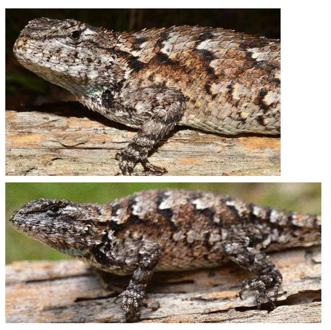 <p>Eastern Fence Lizard family & family name</p>