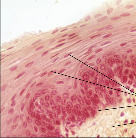 <p>What Tissue?</p>