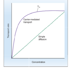 <p>Carrier proteins have limited # of binding sites for solute, therefore, the rate of transport increases at a higher rate at [lower/higher] solute concentrations</p>