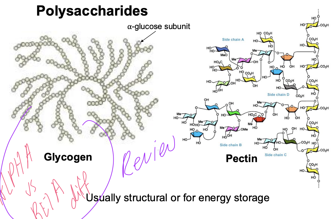 <p>Glycogen is the focus - just made of glucose</p>