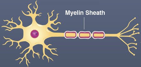 <p>Unit 1</p><p>Speeds up AP down axon, protects axon.</p>