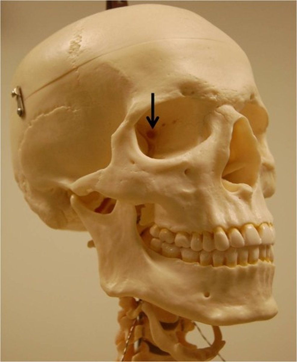 <p>Allows the optic nerve to pass to the eye</p>