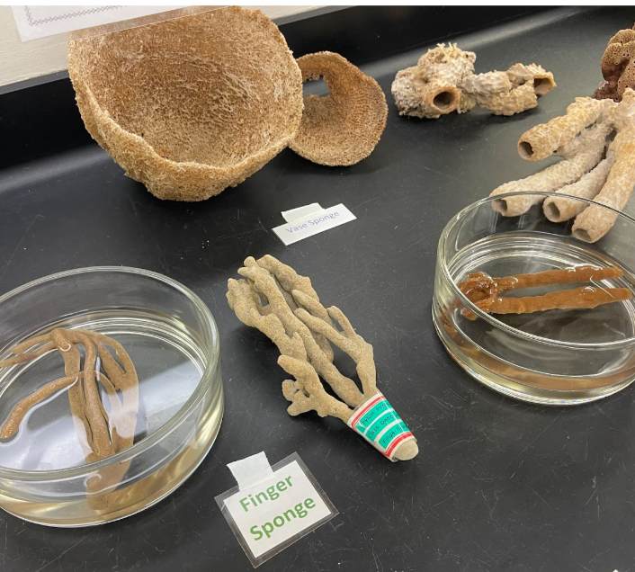 <p>What class are these sponges in? (Loggerhead, Vase Sponge, Bath sponge, Spongilla, etc.)</p>