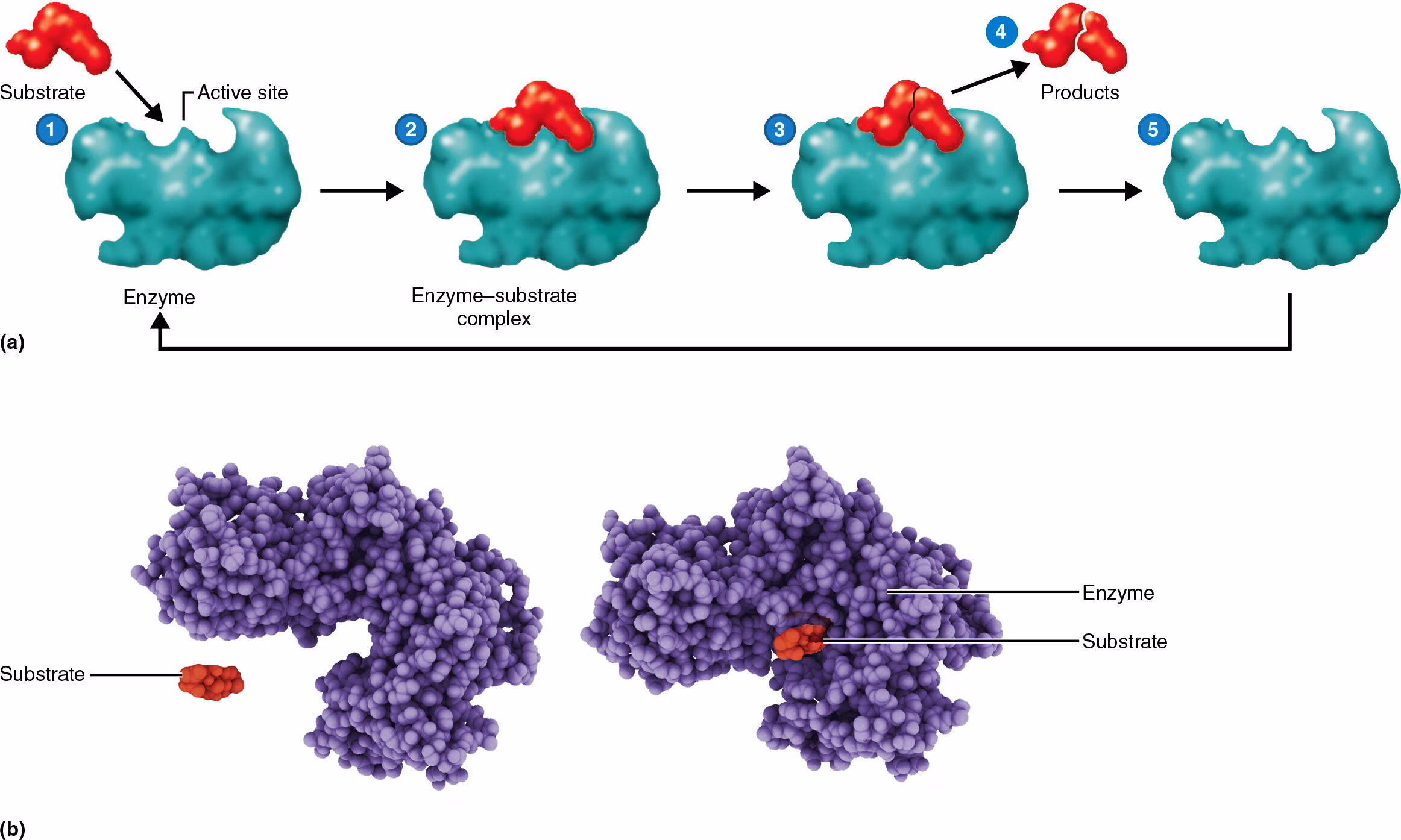 <ol><li><p>The substrate contacts the active site on the enzyme to form an enzyme–substrate complex.</p></li><li><p>The enzyme orients the substrate into a position that increases the probability of reaction, which enables the collisions to be more effective.</p></li><li><p>The substrate is then transformed/broken down into products, the products are released because they no longer fit the active site, and the enzyme is recovered unchanged, free to interact with other substrate molecules. </p></li></ol><p></p>