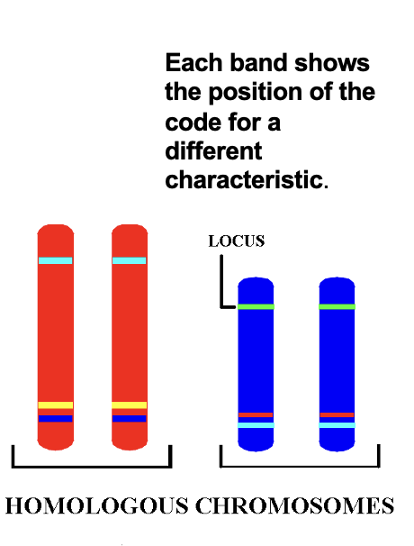 <p><span> </span><span style="font-family: "Tw Cen MT";">At fertilisation, 23 chromosomes from a (haploid) ovum unite with 23 chromosomes from a (haploid) spermatozoon to form a (diploid) human cell with 46 chromosomes.</span></p><p><span> </span><span style="font-family: "Tw Cen MT";">Thus diploid cells have 23 chromosome pairs.</span></p><p><span> </span><span style="font-family: "Tw Cen MT";">Each member of a pair carries genetic information for the same features.</span></p><p><span> </span><span style="font-family: "Tw Cen MT";">They are called homologous chromosomes.</span></p><p><span> </span><span style="font-family: "Tw Cen MT";">Humans have 23 pairs of homologous chromosomes.</span></p>