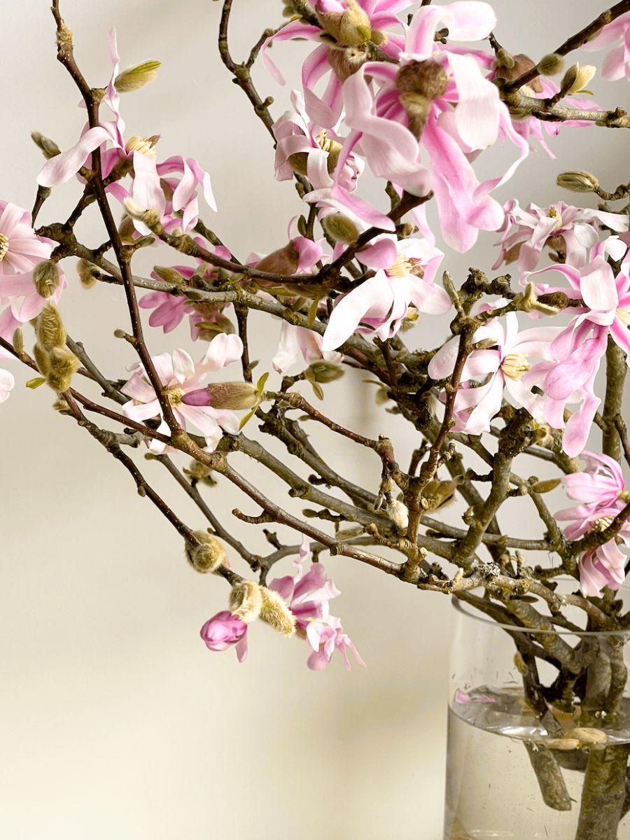 <p>Grande fiore su ramo legnoso. <strong>Cura:</strong> molta acqua, recidere ramo.</p>