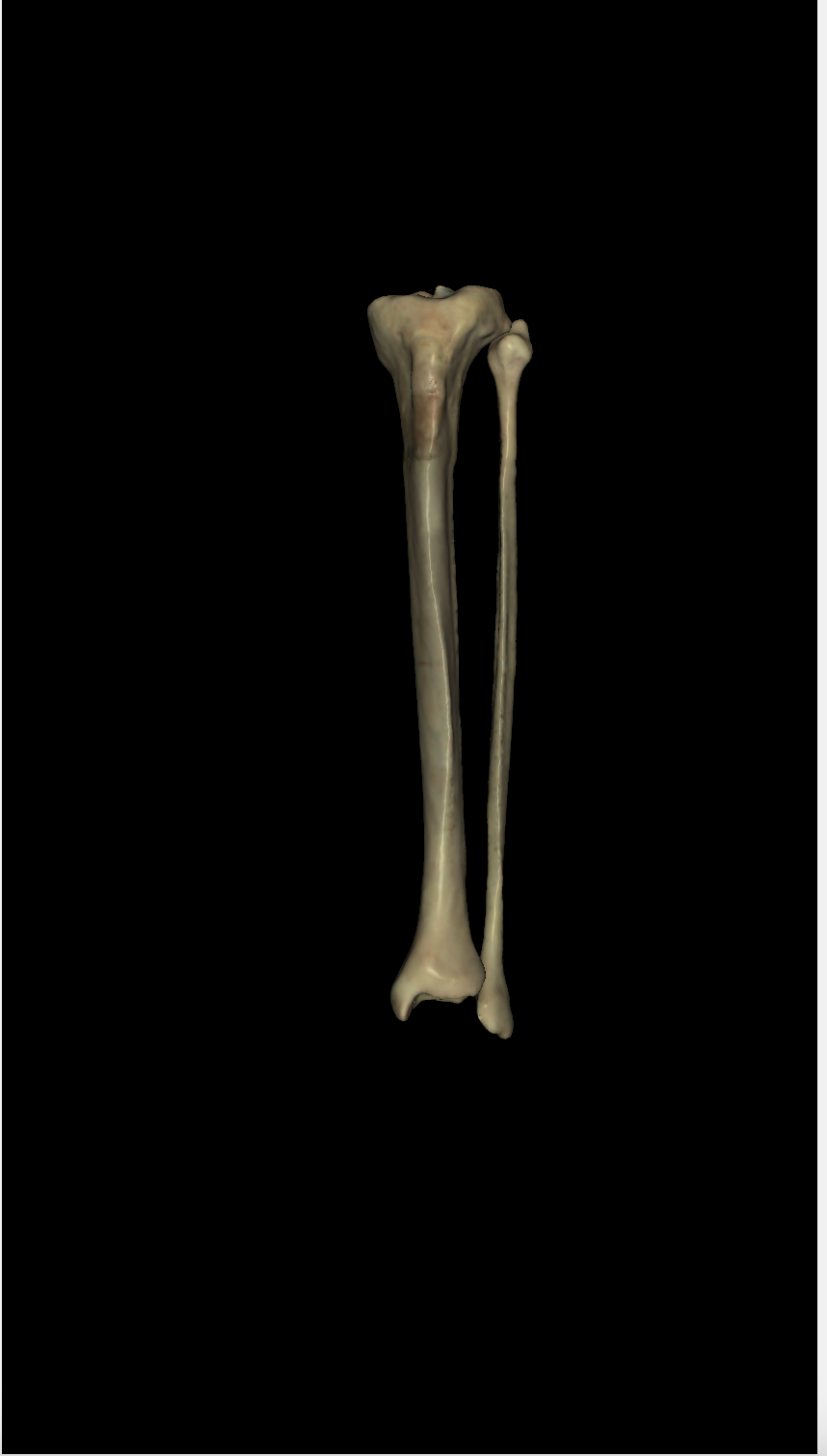 <p>left or right? (anterior view)</p>