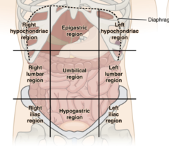 <p>right hypochondriac</p><p>right lumbar region</p><p>right inguinal region</p><p>epigastric region</p><p>umbilical region</p><p>hypogastric region</p><p>left hypochondriac</p><p>left lumbar region</p><p>left inguinal region</p>