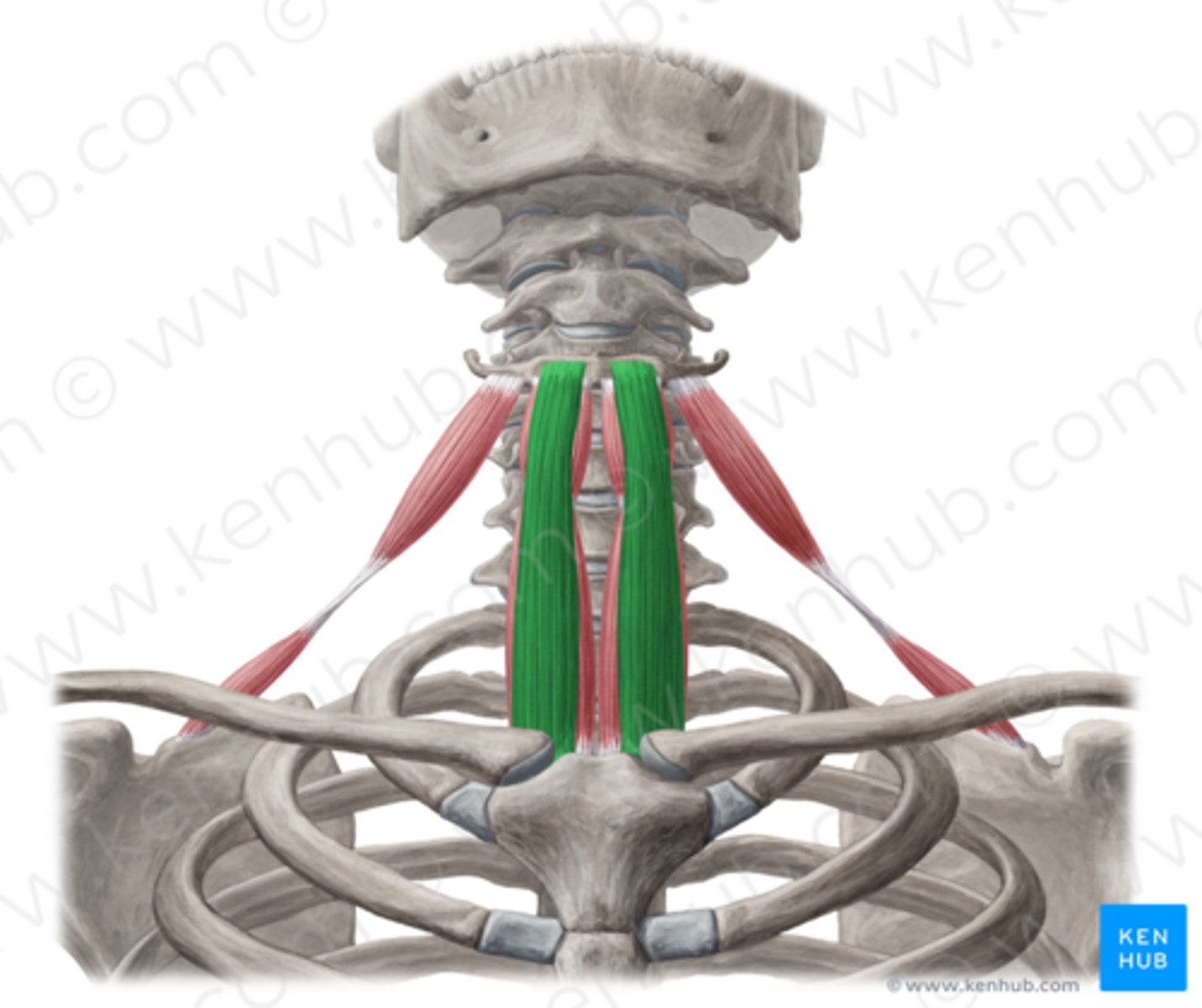 <p>origin: manubrium and clavicle</p><p>insertion: hyoid</p><p>action: depresses hyoid and larynx</p>