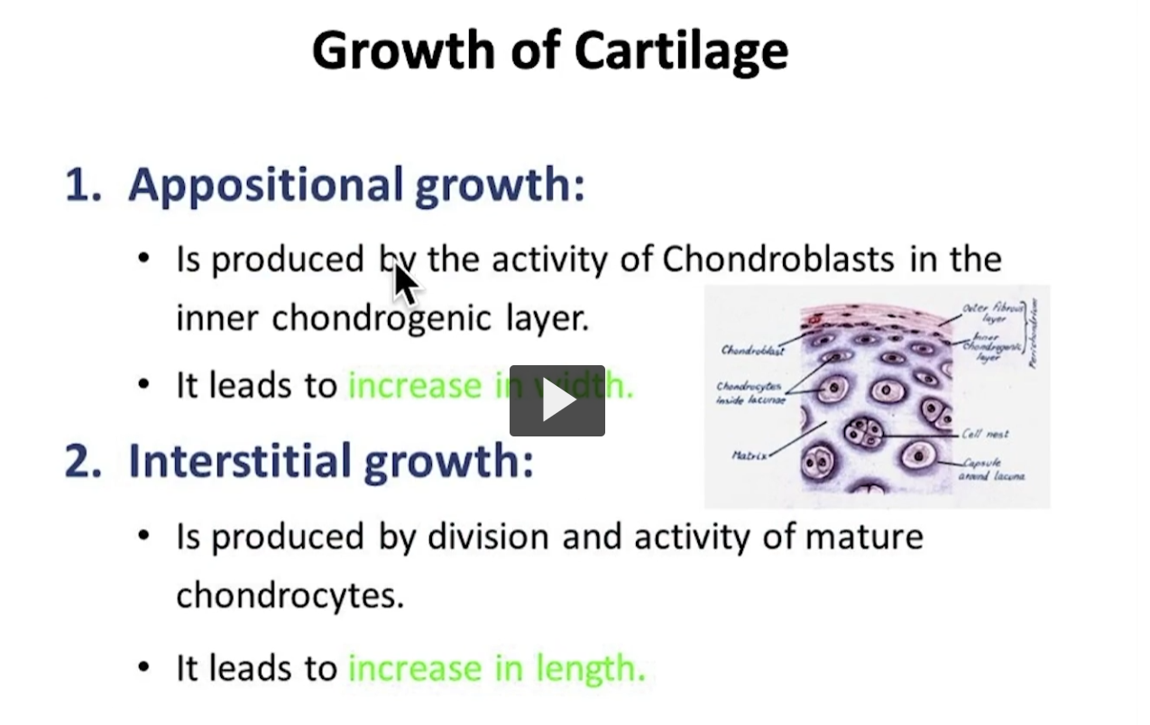 <p>This slide is a summary so that you can review the interstitial and appositional growth. </p>