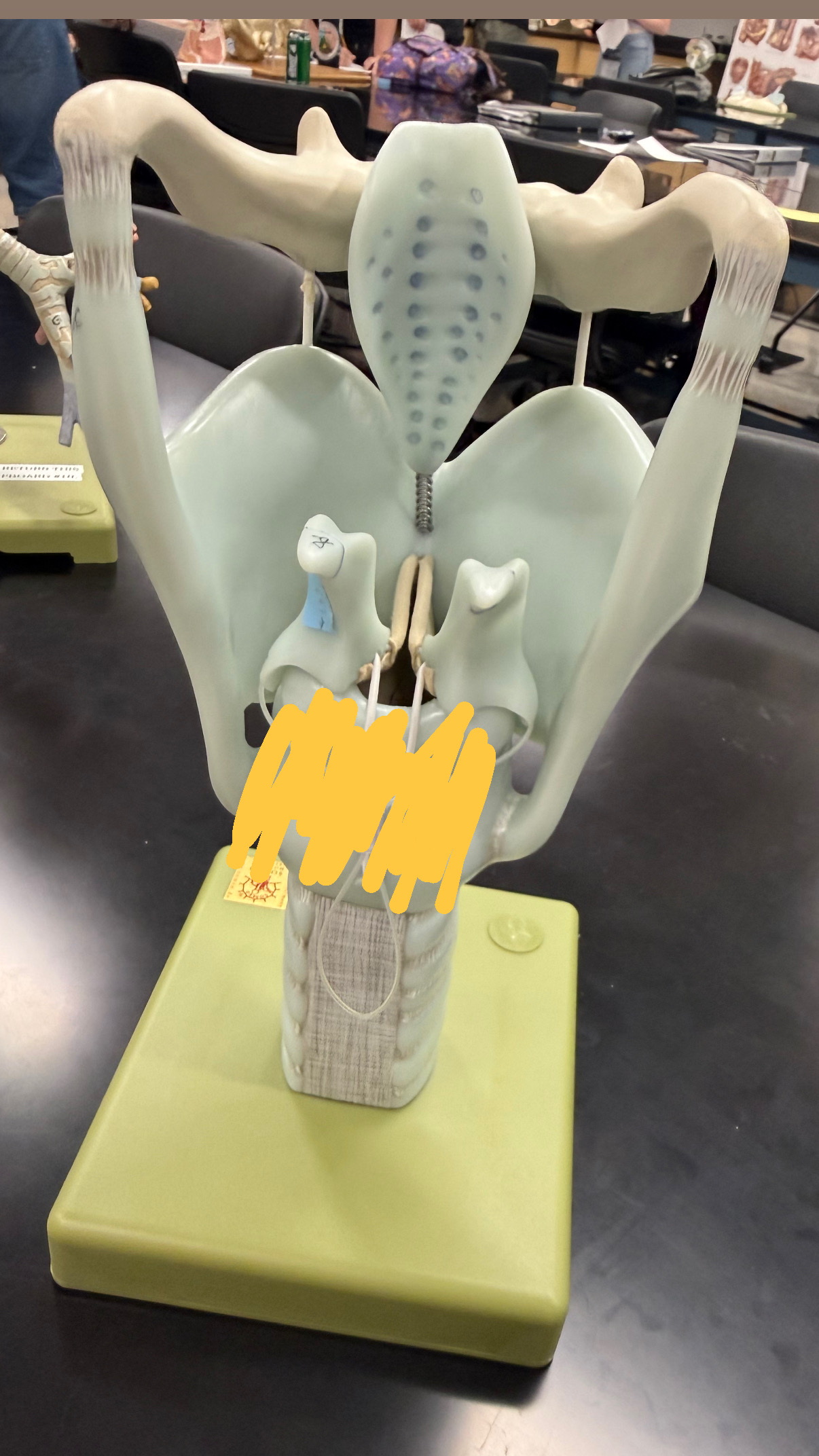 <p>larynx- yellow section</p>