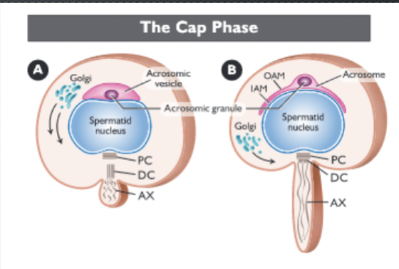 <p>= acrosomic vesicle spreads over nucleus</p><ul><li><p>Distal centriole - gives rise to axoneme (flagellum)</p></li><li><p>Acrosomal vesicle flatens and forms distinct cap</p><ul><li><p>outer acrosomal membrane</p></li><li><p>inner acrosomal membrane</p></li><li><p>enzymes</p></li></ul></li></ul><p></p>