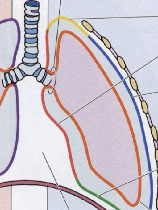 <p>Label the parts of the parietal pleura and its location</p>