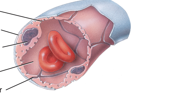 <p>the most common type, with a sealed wall that only allows small substances through. muscles + lungs</p>
