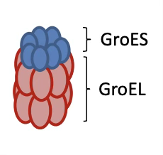 <ul><li><p>Large barrel-shaped complex</p><ul><li><p>GroEL: a double-ring structure that captures the unfolded protein </p></li><li><p>GroES: the lid that closes the cage</p></li></ul></li></ul><ul><li><p>Encapsulates unfolded protein in a protected chamber, allowing it to fold in isolation, this process is ATP-dependent</p></li><li><p>Especially important for β-sheet proteins</p></li></ul><p></p>