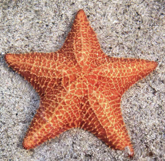 <ul><li><p>Sea stars</p></li><li><p>External digestion via expulsion of the cardiac stomach</p></li><li><p>Regenerative</p></li><li><p>Model for the water vascular system</p></li><li><p>Dermal branchiae for respiration</p></li></ul><p></p>