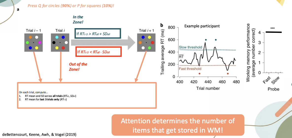 <ul><li><p>deBettencourt, Keene, Awh & Vogel (2019)</p></li><li><p>Attention fluctuates, more optimal and suboptimal times, predict attentional state what can get into WM </p></li><li><p>Sustained attention task</p></li><li><p>See 6 circles, sometimes see 6 squares, press button</p></li><li><p>Decide whether circles or squares</p></li><li><p>Majority circles as opposed to squares</p><ul><li><p>Nulled in </p></li><li><p>Lapses in attention because all seem to be circles, small percentage are squares</p></li></ul></li></ul><p></p><ul><li><p>Compute 2 different measures</p><ul><li><p>Calculating how fast at responding across entire experiment</p></li><li><p>Second measurement what is RT for just last 3 trials</p></li><li><p>In general performance. Last 3 trials, RT capture to some degree what state people are in. </p></li><li><p>If performance on this trial is within general average that means in general performance</p></li><li><p>Interested in attention fluctuating </p></li></ul></li></ul><p></p><ul><li><p>RT captures what state people are in</p><ul><li><p>Ability to respond, how attention in last 3 trials versus across entire experiment</p></li><li><p>If performance is within general average: in general performance band</p></li><li><p>Interested in attention fluctuating, average measure of attention</p></li></ul></li></ul><p></p><ul><li><p>Last 3 trials, lower, in the zone</p><ul><li><p>Not mindlessly, slowing down making decision, optimal state of attention</p></li><li><p>Out of zone: lower, faster than average, mean nulled into quickly pressing the buttons</p></li><li><p>Define both in the zone and out of the zone states</p></li><li><p>How attentional state determines how well you remember those items</p></li></ul></li></ul><p></p><ul><li><p><strong>Out of zone</strong>: just pushing button</p></li><li><p><strong>In zone: </strong>Making conscious decisions</p></li></ul><p></p><ul><li><p>When probed on WM</p></li><li><p>Fast = out of zone </p></li><li><p>Slow = in the zone</p></li><li><p>Expect WM is better when in the zone, actually paying attention</p></li><li><p>WM better when in zone vs. out of the zone</p></li><li><p>Picking up on individual person in and out, going with rhythm of participant </p></li><li><p>Attention has limits</p></li><li><p>Have rhythmic sampling of environment</p></li><li><p>Our attention drifts, naturally in or out of the zone</p></li><li><p><span style="color: purple;"><strong>Attention determines the number of items that gets stored in WM</strong></span></p></li></ul><p></p>