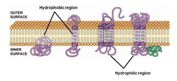 <p>Hydrophobic regions interact with the lipid interior while hydrophilic regions interact with water on either side.</p>