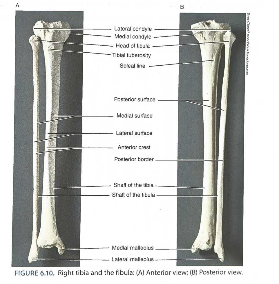 <p>1) Proximal: medial and lateral condyles articulate with the condyles of the femur. 2) Distal: medial malleolus forms part of the ankle with the talus and the lateral malleolus of the fibula. 3) Key features: tibial tuberosity (below the kneecap), anterior crest (bony line down the midline). Thicker, medial lower-leg bone.</p>
