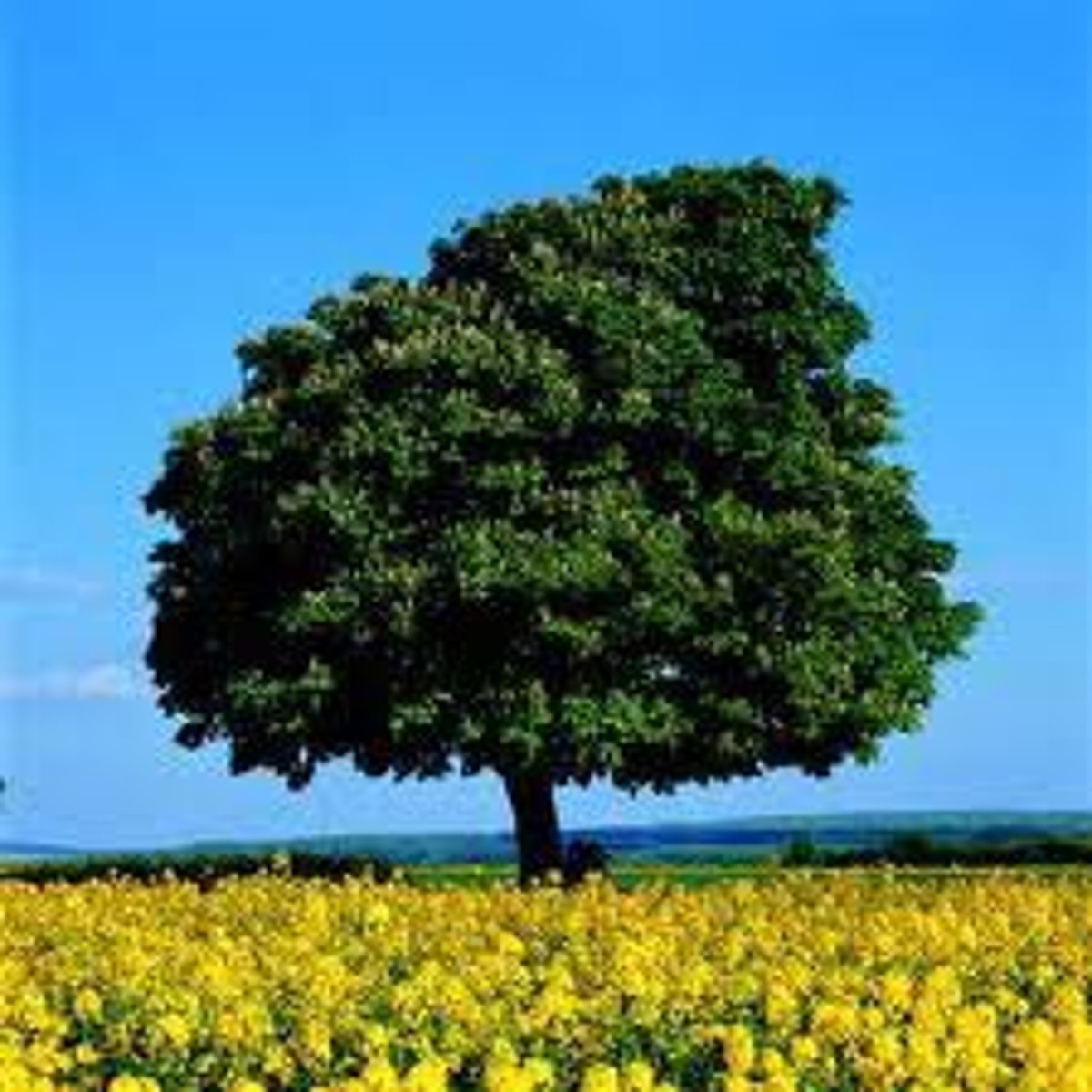 <p>tree</p>