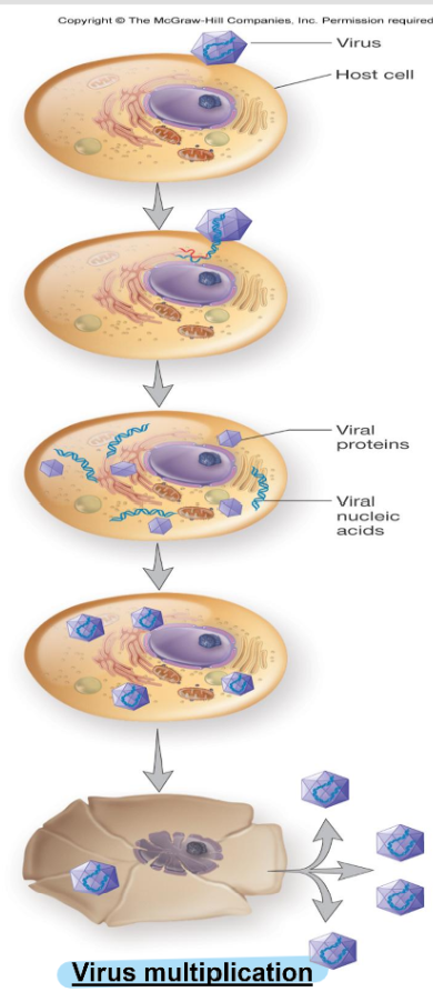 <p>virus multiplication</p>