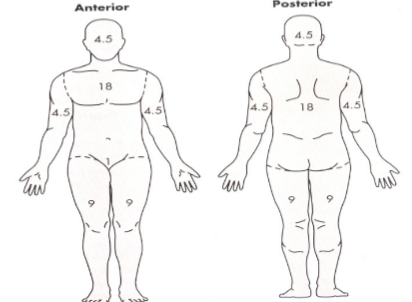 <p><u>total body surface area (TBSA)</u></p><p>decided by TBSA, type of burn, depth, what body parts (if dependent or independent), age, and past medical history</p><p><strong><u>circumferential</u></strong><u>:</u> all the way around. circumferential burns on a leg would be 18</p><p><u>RF:</u> diabetes, cardiac issues, renal function + liver function (for meds), pulm function, mobility</p><p>TBSA determines how much fluid is needed to fix the patient.</p><ul><li><p><strong>rule of nines (pic):</strong> estimates TBSA in 9% increments. <strong>does not measure 1st degree.</strong> done before hospital/ED. even if only half of a part is burnt, count the whole part.</p><ul><li><p>18%: front abd, back abd</p></li><li><p>9%: front L leg, front R leg, back L leg, back R leg</p></li><li><p>4.5%: front R arm, front L arm, back R arm, back L arm, face, back of head</p></li><li><p>1%: groin</p></li></ul></li></ul><p></p><p>phases of burn care</p><p><u>#1 resuscitative:</u> hemodynamic stabilization thru fluid status + UOP (foley)</p><ul><li><p>onset of injury → 48 hrs</p></li><li><p><u>SE before treatment:</u> high serum K (burnt out of cells), high BG (stress), low Na (fluids gone), high HGB/HCT (lost plasma dehydrated), possible metabolic acidosis (due to hypovolemia). RF hypovolemic + distributive shock (capillary leak)</p></li><li><p><strong>primary survey:</strong></p><ul><li><p><strong>airway/breathing:</strong> patent, LF inhalation injury. give bronchodilators or O2. intubate if too edematous</p></li><li><p><strong>circulation: </strong>replace fluids using resuscitative formula</p></li><li><p><strong>disability: </strong>stabilize injuries</p></li><li><p><strong>expose + examine:</strong> temp reg</p></li><li><p>NG tube for nutrition if poor gut perfusion. burns gotta be washed + debrided. give tetanus shot.</p></li></ul></li><li><p><u>inhalation injury:</u> RF smoke heat or toxic chemicals in smoke</p><ul><li><p>in upper airway (above glottis) or lower airway (below glottis; alveoli damage, RF ARDS)</p></li><li><p><u>SE:</u> edema in airway, LOC, facial burns, sooty sputum, singed face nose hairs, blistered mucosa + lips, vocal hoarseness, stridor, wheezing, dyspnea, tachypnea</p></li><li><p><u>treat:</u> if suspected, intubate. baseline chest x-ray, 100% O2 w tight-fitting mask, raise HOB, ABGs + carboxyhemoglobin levels, bronchodilators</p></li></ul></li><li><p><u>carbon monoxide poisoning:</u></p><ul><li><p>tasteless, odorless gas due to incomplete combustion of carbon-containing fuels.</p></li><li><p>binds to O2 receptors on HCG molecules → low O2 carrying capacity</p></li><li><p>affects cardiac muscle</p></li><li><p>makes SpO2 unreliable due to being unable to properly sense O2 in skin</p></li><li><p>normal carboxyhemoglobin: <10%</p></li><li><p>coma + death carboxyhemoglobin: >60%</p></li></ul></li><li><p><u>cardio issues:</u> plasma shifts from intravasc to interstitial within 30 min, lasting 48 hrs.</p><ul><li><p><u>SE</u> low CO due to hypovolemia → vasoconstriction → tachycardia, cardiac dysrhythmias</p></li></ul></li><li><p><u>GI:</u> low gut perfusion → peristalsis → RF duodenal ulcer (Curling’s ulcer) + RF translocation of intestinal bacteria (if gut is hungry and can’t eat, it finds bacteria to eat)</p></li><li><p><u>renal:</u> low kidney perfusion → RAAS triggers → oliguria → rhabdomyolysis → RF acute tubular necrosis</p></li></ul><p></p><p></p><p><u>#2 acute:</u> prevent infection + UOP</p><ul><li><p>48 hrs → wound closure</p></li><li><p><strong>survey:</strong></p><ul><li><p>lung sounds (LF fluid overload)</p></li><li><p>GI + renal function (UOP)</p></li><li><p>address hypermetabolism + nutritional needs</p></li><li><p>wound + infection care</p></li><li><p>pain mgmt</p></li><li><p>positioning + mobility</p></li></ul></li><li><p><u>pulm:</u> RF pulm edema RF fluid resus, RF bronchial pneumonia, RF ARDS, RF infection with intubation</p></li><li><p><u>cardio:</u> fix capillary leakage (fluids), maintain UOP, titrate IV fluids (no more huge boluses), strict I/O, E/F balance</p></li><li><p><u>GI + renal:</u> RF gastric ulcer, paralytic ileus RF narcotics, AKI. increased metabolic rate. (NG tube, high protein)</p></li><li><p><u>nutrition:</u> high calorie + protein diet needed. hypermetabolism 100-200% above baseline. manage stress (from fluid loss), inflammation, heat loss, muscle atrophy, daily weights, vitamins</p></li><li><p><u>pain + mobility:</u> hella pain + anxiety meds. account for drug tolerance. medicate before dressing change. early ambulation. specialty beds + positioning (prevent hands + feet contracting and getting stuck).</p></li><li><p><u>immune:</u> wound closure. early surgical debridement. infection control (<strong>PPE,</strong> cultures asap, barrier techniques for changes)</p><ul><li><p>primary bacteria source is <strong>hair</strong></p></li><li><p>no fresh flowers or plants</p></li></ul></li></ul><p></p><p></p><p><u>#3 rehabilitative:</u> increase mobility and reduce contractures. most wounds closed → closest to baseline. may take 2-5 yrs.</p><ul><li><p><u>maintain or improve mobility: </u>positioning, specialty beds, splinting to prevent contractures, PT, OT</p></li><li><p><u>cosmetics:</u> minimize scarring, protect skin integrity, sunscreen, compression garments 23 hrs/day 6-24 mo.</p></li><li><p><u>give resources + support for discharge:</u> grief, PTSD, chronic pain</p></li></ul><p></p>