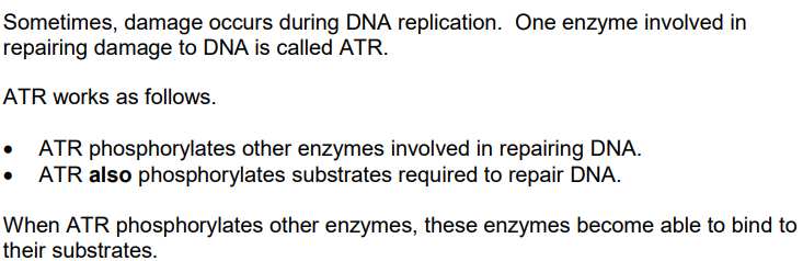 <p>The enzyme-catalysed reactions activated by ATR only occur if the substrates have been phosphorylated. </p><p>Use your knowledge of energy changes in enzyme catalysed reactions to suggest why <strong>[1 mark]</strong></p>