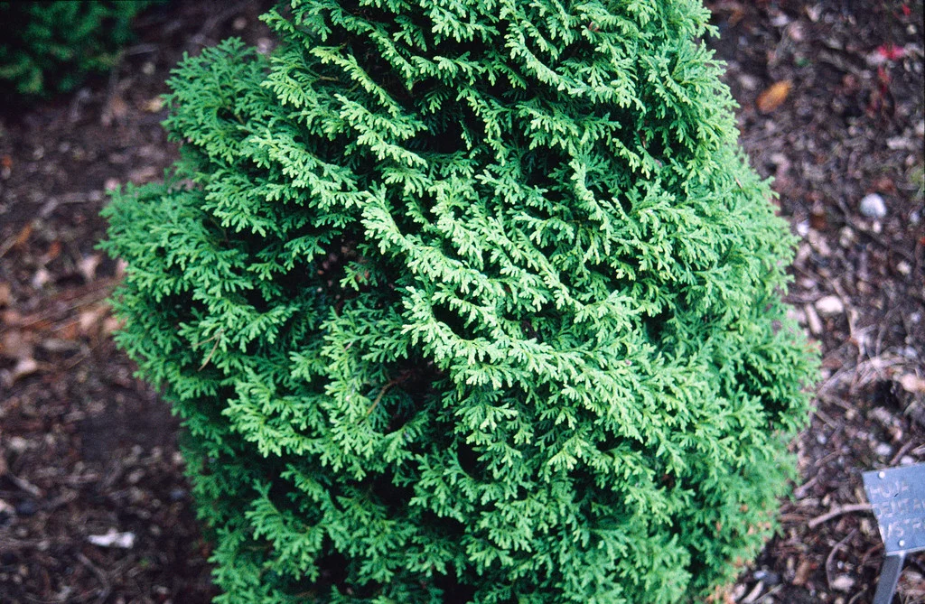 <p>Thuja occidentalis</p>