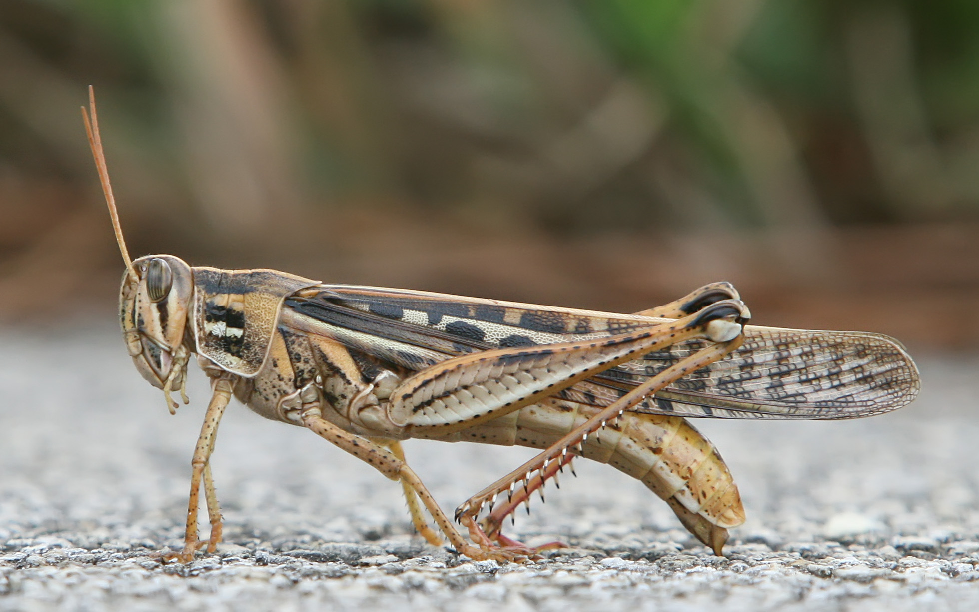 <p>Orthoptera (grasshoppers)</p>