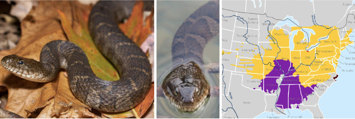 <ul><li><p><span style="background-color: transparent;"><strong>Habitat:</strong> </span><span>various relatively still aquatic habitats with open areas for basking</span></p></li><li><p><span style="background-color: transparent;"><strong>Diet:</strong> </span><span>amphibians, fish, large insects, leeches, snakes, some small mammals, will scavenge</span></p></li><li><p><span style="background-color: transparent;"><strong>Characteristics:</strong> not super large, stocky, </span><span>almost always found near water, keeled scales (rough appearance)</span><span style="background-color: transparent;">, vary in color and pattern- lighter, darker, not super stark (normal), stark, gray/tan/brown with dark reddish-brown or black bands/blotches</span></p></li></ul><p></p>