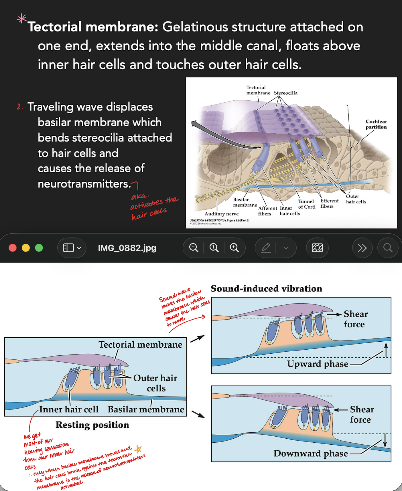 <p>*the travelling wave moves the basilar membrane (which the hair cells are attached to) and the tectorial membrane brushes against the hair cells—making them move.</p>
