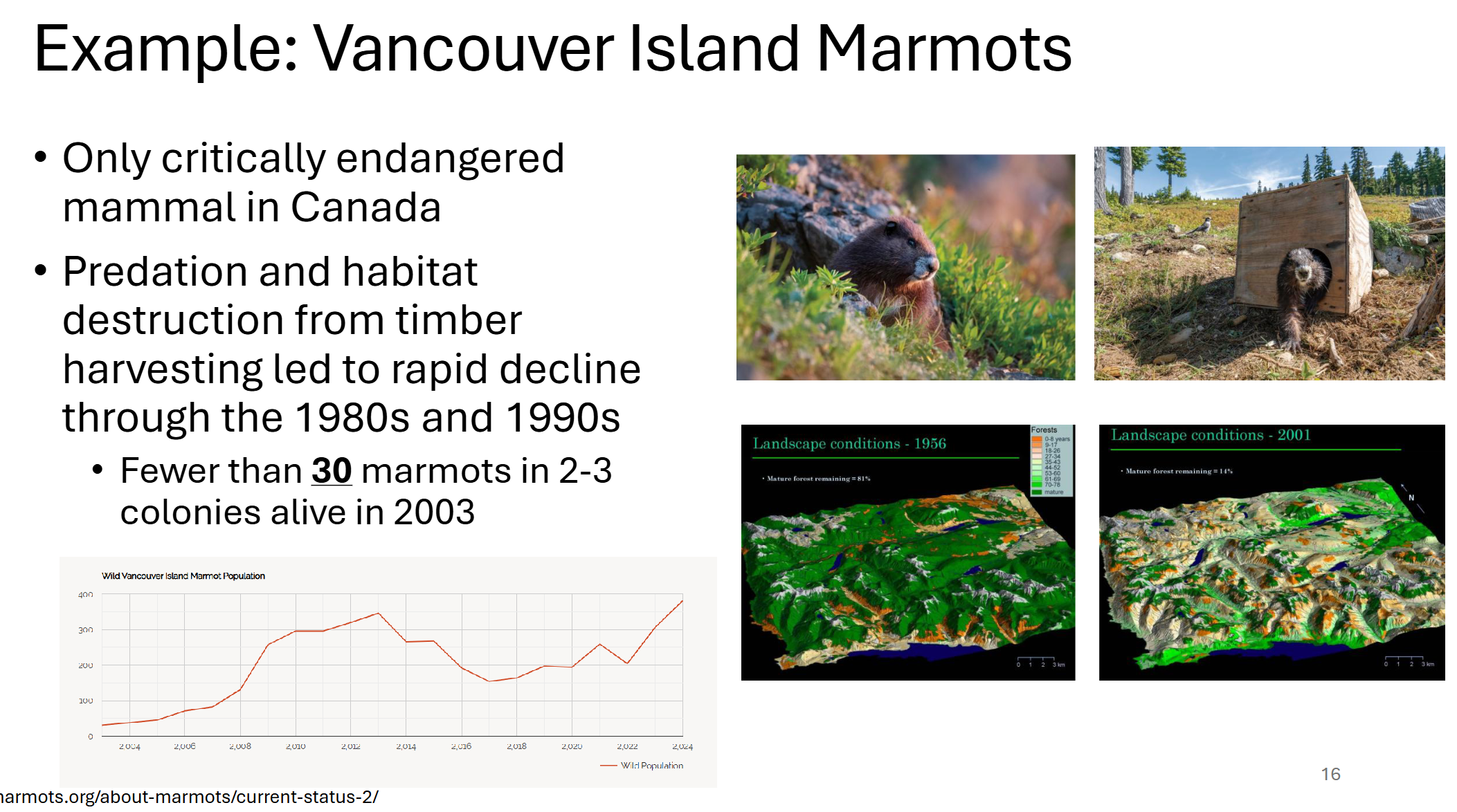 <ul><li><p><span>Captive breeding programs</span></p><ul><li><p><span>Matings focus on maximizing genetic variation (genetic screening, avoid inbreeding, etc.)</span></p></li></ul></li><li><p><span>Captivity intentionally designed to maximize successful release into wild</span></p></li><li><p><span>Strategic release to: </span></p><ul><li><p><span>Increase population sizes </span></p></li><li><p><span>Increase gene flow </span></p></li><li><p><span>Decrease inbreeding</span></p></li></ul></li><li><p><span>An estimated 427 Vancouver Island Marmots in 35 colonies as of Fall 2025! Started with fewer than 30 marmots in 2-3 colonies alive in 2003</span></p></li></ul><p></p>