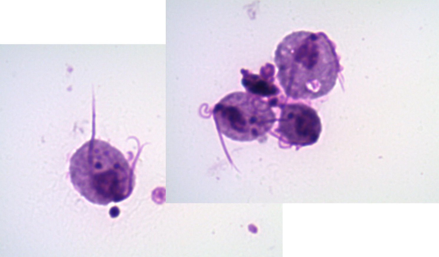 <p>*note flagella, nucleus</p>