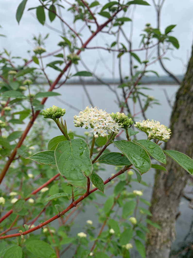 <p><span>Red Twig Dogwood</span></p>