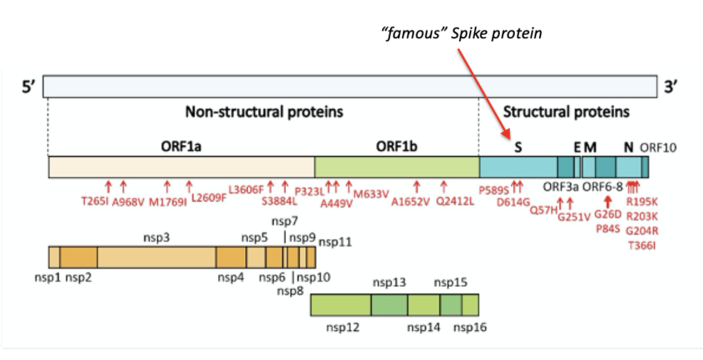 <p><span><strong>Genomic organization of SARS-CoV2:&nbsp; </strong>Like many viruses, most of the protein products are made by cleavage of larger proteins (viruses have to pack in much information into a small genome)</span></p>