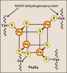 <p>Made of non-heme Iron, Acid liable S2-, and are ligated protein by Cys side chain. </p><p>-E0 ranges from -400 to 350</p><p>Ex: Fe2S2, Fe4S4, Fe3S4</p>