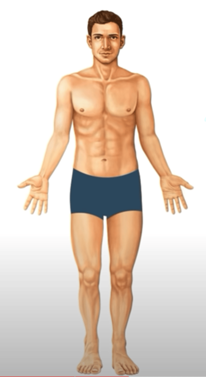 <p>position facing forward with palms facing forward.</p>
