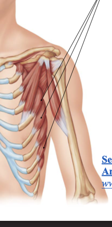 <p>Serratus anterior</p>