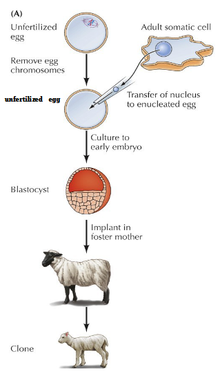 <p>Unfertilized egg with chromosomes removed</p><p>Transfer of nucleus to enucleated egg</p><p>Culture to early embryo = blastocyte</p><p>Implant in foster mother = 1st cloned mammal</p>
