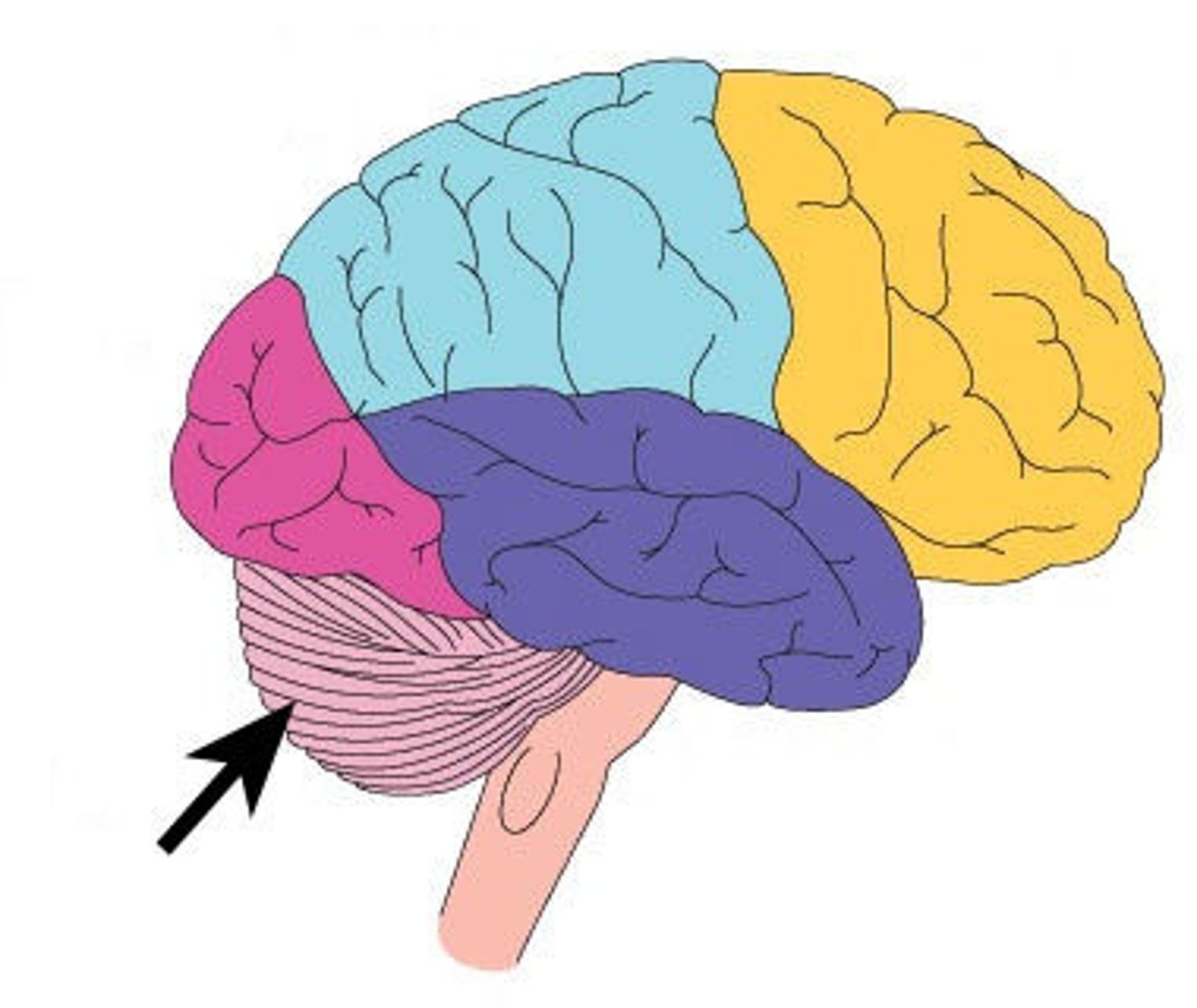 <p>(B) Cerebellum</p><p>The Cerebellum is posterior to the brain stem, connected to the brain stem, and can't be seen if you're looking at the brain from the top.</p>