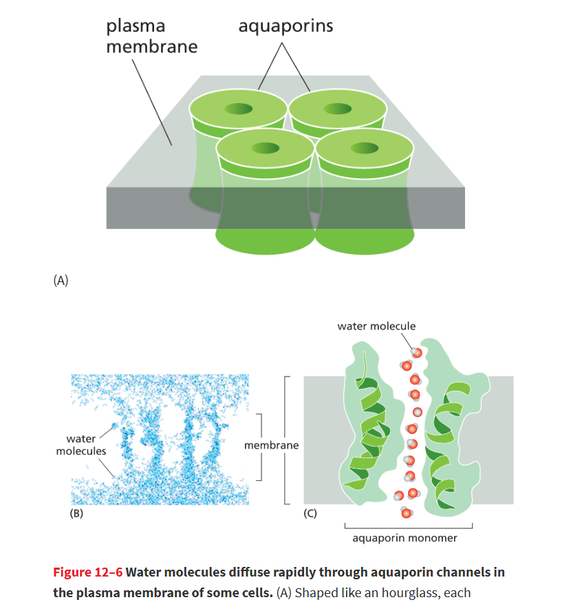 <p>Channel that facilitates the transport of water, but not ions, across cell membranes; those found in the plasma membrane greatly increase a cell’s permeability to water.</p>
