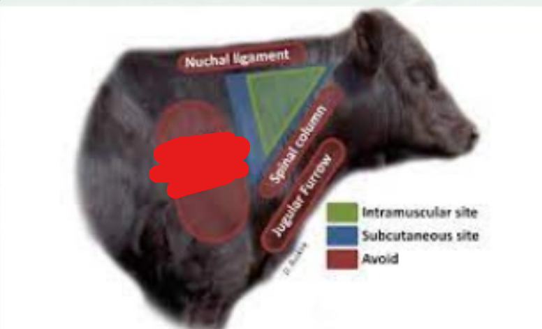 <p>what is it (Bovine Injections)</p>