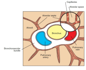 <p>indique as características das artérias pulmonares</p>